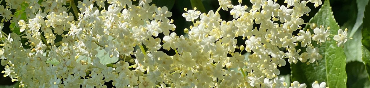 Forårsheader (1250 X 300 Px)