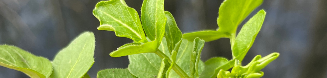 Grønt projekt under DOFs aftenskole i Næstved