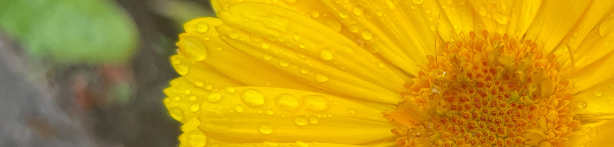 frivillighed og fællesskab